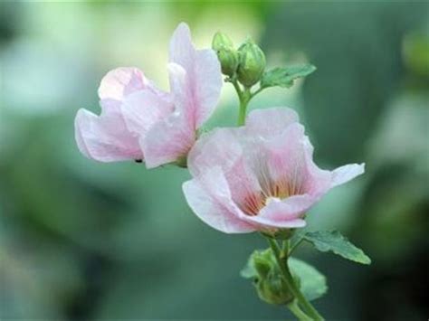 芙蓉怎麼種|芙蓉要怎麼種